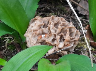 Morchella vulgaris