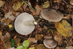 Tricholoma terreum