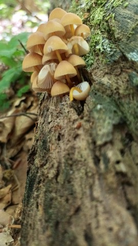 Mycena renati