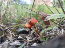 Hygrocybe conica