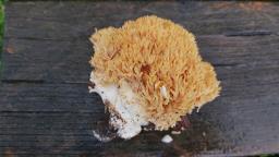 Ramaria aurea