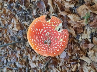 Amanita muscaria