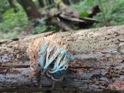 Artomyces pyxidatus