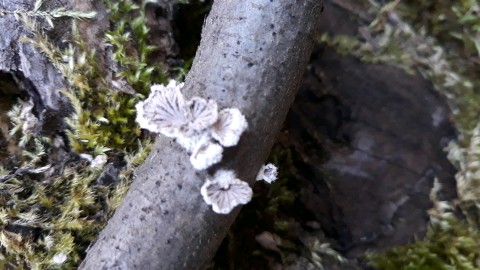 Schizophyllum commune