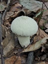 Lycoperdon perlatum
