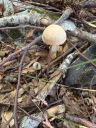 Mycetinis alliaceus