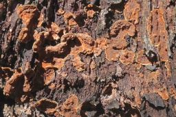 Hymenochaete rubiginosa