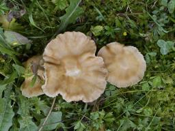 Infundibulicybe costata