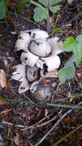 Geastrum fimbriatum