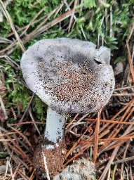 Tricholoma portentosum