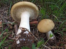 Melanoleuca subalpina
