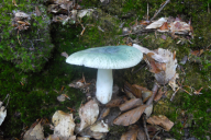 Russula aeruginea