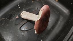 Russula lilacea