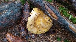 Russula ochroleuca