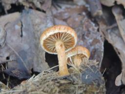 Agrocybe fimicola