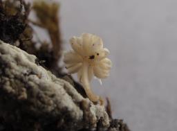 Mycena supina