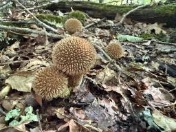 Lycoperdon echinatum