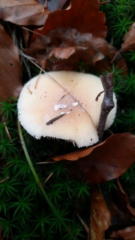 Amanita gemmata