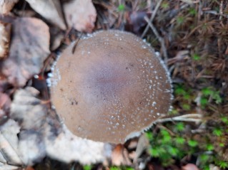 Amanita pantherina