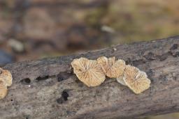 Crepidotus cesatii