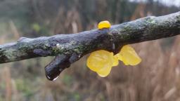 Tremella mesenterica