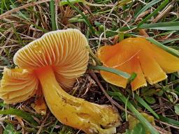 Hygrocybe aurantiosplendens
