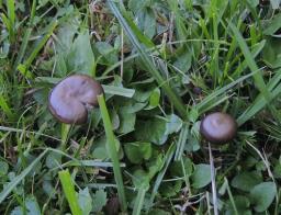 Entoloma occultipigmentatum