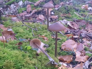 Entoloma hirtipes