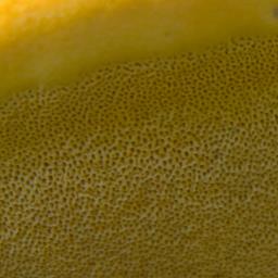 Vanderbylia fraxinea