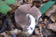 Agaricus sylvicola