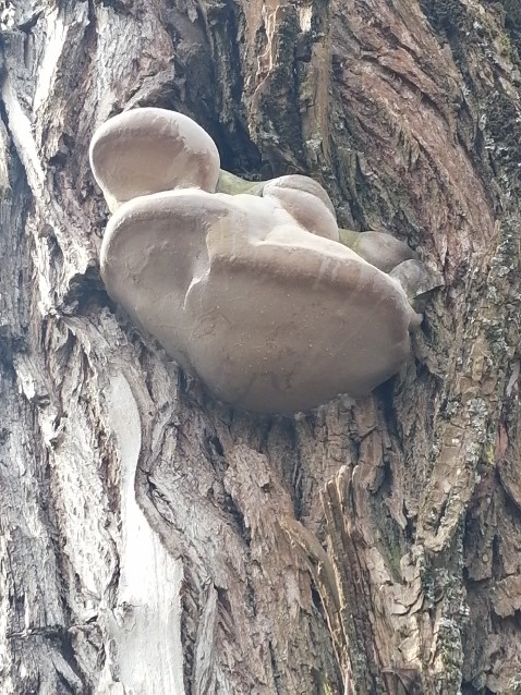 Phellinus igniarius