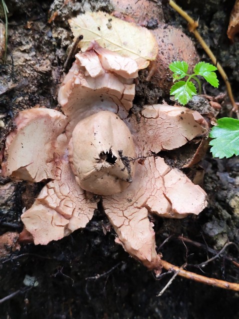 Geastrum rufescens