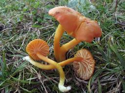 Hygrocybe reidii