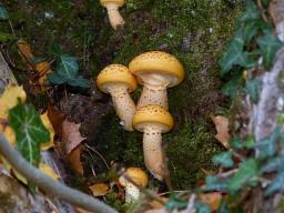 Pholiota adiposa