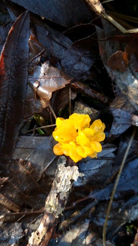 Tremella mesenterica