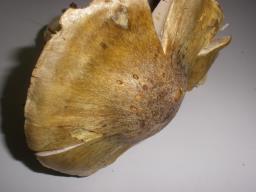 Tricholoma luridum