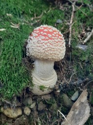 Amanita muscaria