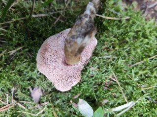 Tylopilus felleus