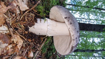 Amanita excelsa