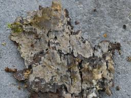 Mycobernardia incrustans