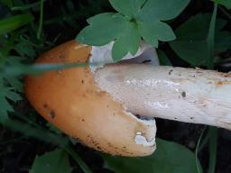 Amanita crocea