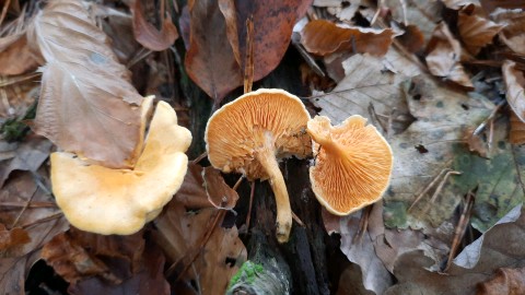 Hygrophoropsis aurantiaca