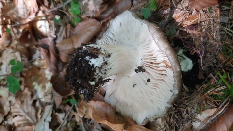 Megacollybia platyphylla