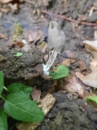 Helvella lacunosa