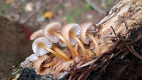 Mycena renati