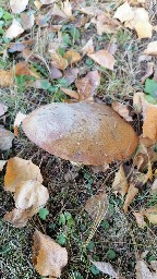 Suillus granulatus