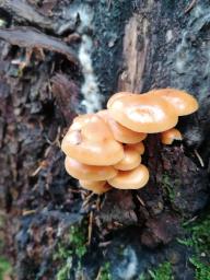 Flammulina velutipes