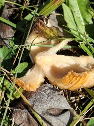 Porpolomopsis calyptriformis