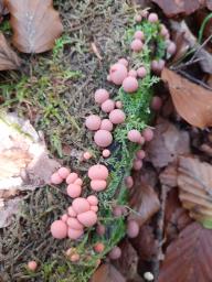 Lycogala epidendrum