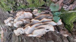 Bjerkandera fumosa